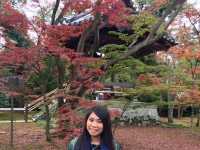 Golden Autumn at Golden Pavilion 