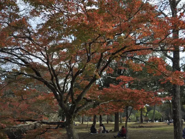 When the leaves turn red 🍁🍂