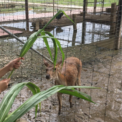 Rainbow petting farm