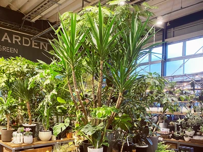 東京都 観葉植物が豊富なホームセンター Trip Com 昭島の旅のブログ