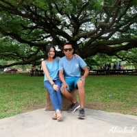 🌳ยลโฉมต้นจามจุรียักษ์🌳
