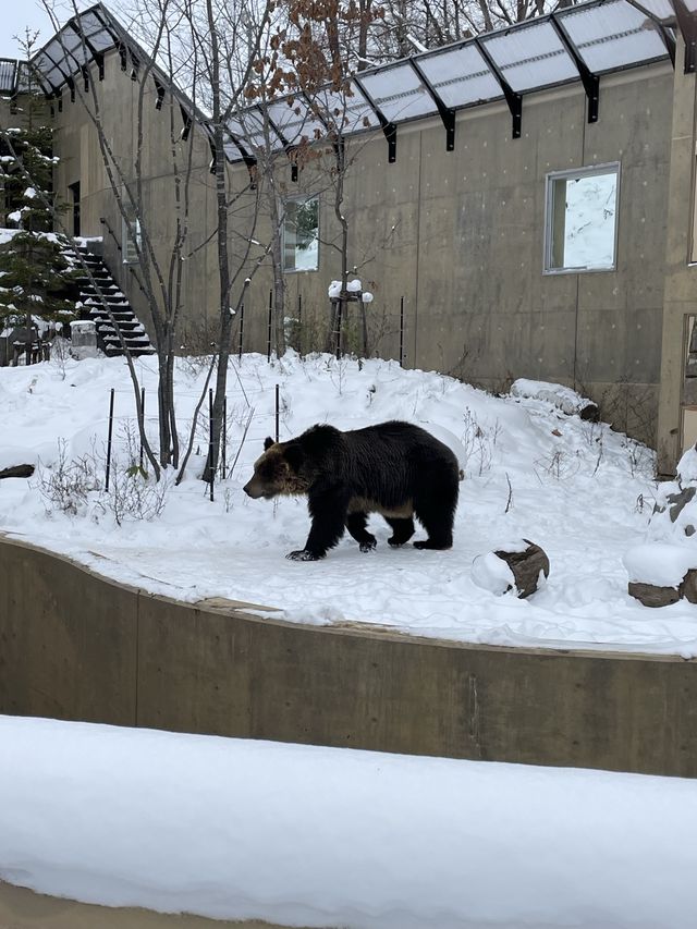 🇯🇵北海道-旭川動物園