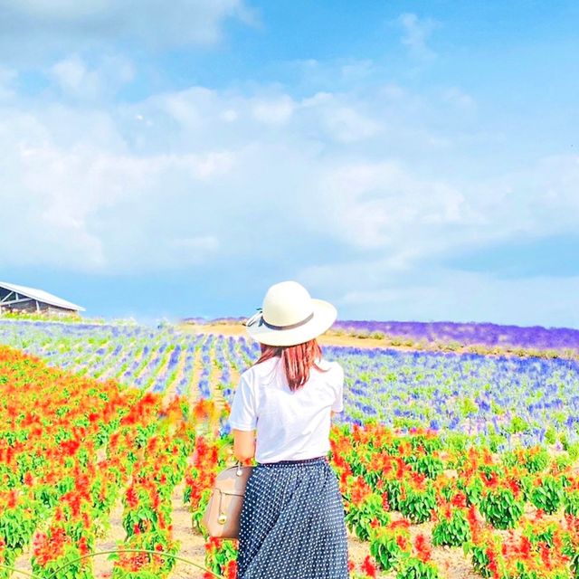 富良野 かんのファームの花畑