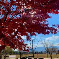 [🇰🇷, 창원] 가을을 즐기며 용지문화공원에서 산책 즐기자~🍁🍂