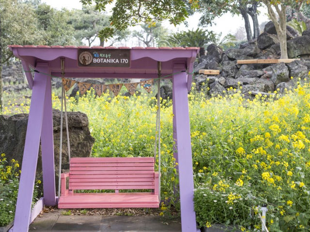 유채꽃 만개 제주 허브동산