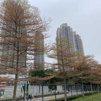 黃橙花風鈴木盛放｜市區賞花好去處