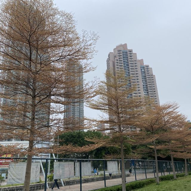 黃橙花風鈴木盛放｜市區賞花好去處