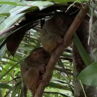 Tarsier 