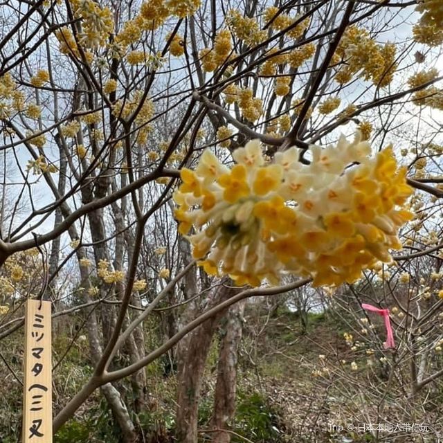 高知縣必去著名景點｜牧野植物園😎😎