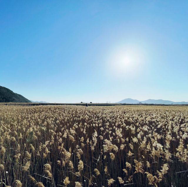 📎 갈대가 끝없이 펼쳐진 갯벌, 순천만습지