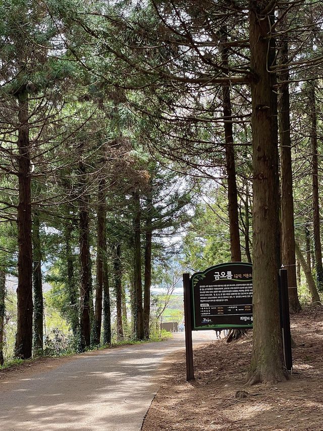 < 제주 여행 > 왕복 1시간 산책로 일몰 맛집 금오름 ⛰☀️