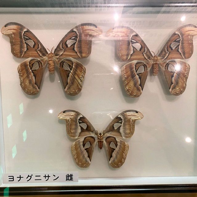 モスラ！