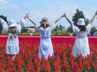 ทุ่งดอกไม้ เชียงใหม่​  I Love Flower Farm แม่ริม