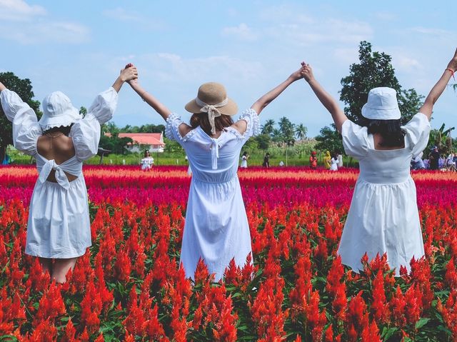 ทุ่งดอกไม้ เชียงใหม่​  I Love Flower Farm แม่ริม