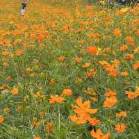 지금 빨리 만개한 코스모스 꽃밭으로 달려가자!🌼