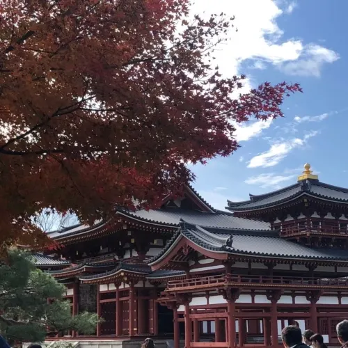 【京都府】現世の極楽浄土「平等院鳳凰堂」でもみじ狩り!
