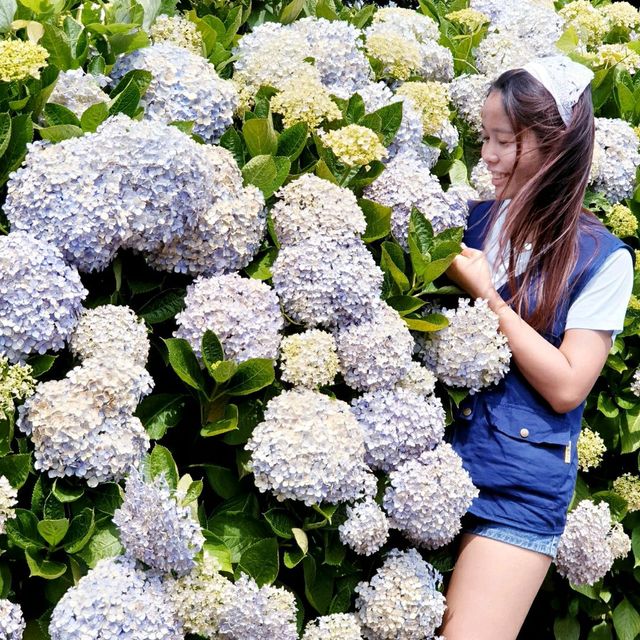 Maze Land in Jeju