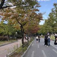 韓国/ソウル【オリンピック公園】韓国の秋🧡オレンジのコスモス畑