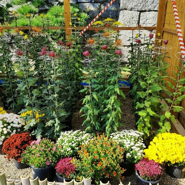 兵庫県！明石の菊花展覧会は素晴らしい