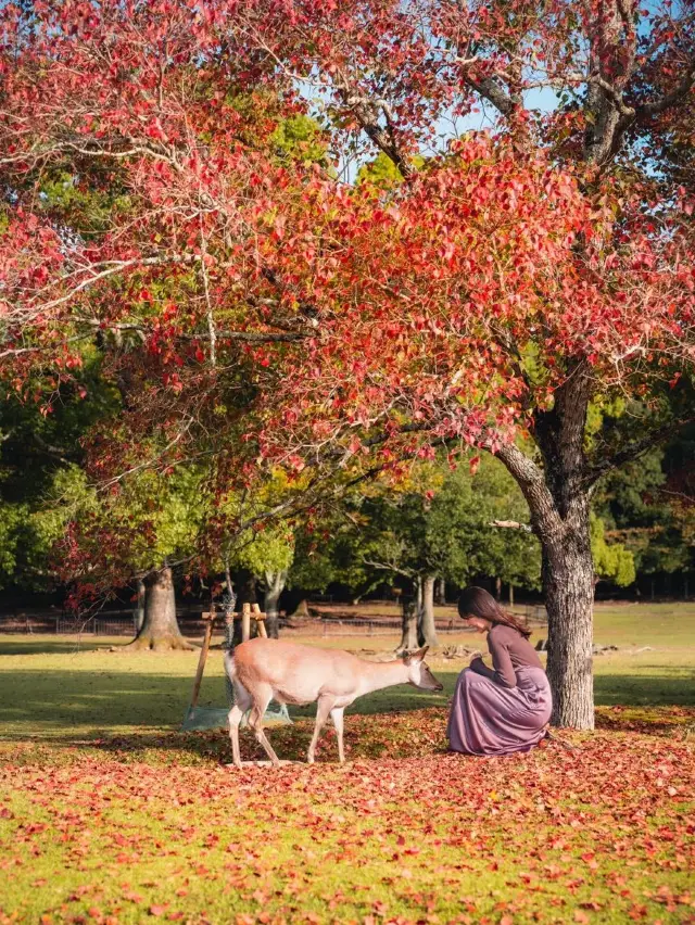 奈良の絶景紅葉スポット