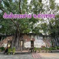 วัดสังกระต่าย​  มหัสจรรย์ต้นโพธิ์ล้อมโบสถ์​400ปี