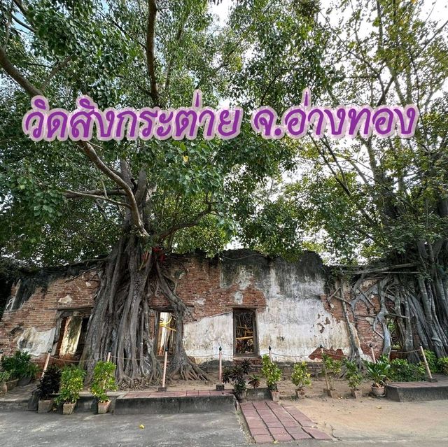 วัดสังกระต่าย​  มหัสจรรย์ต้นโพธิ์ล้อมโบสถ์​400ปี