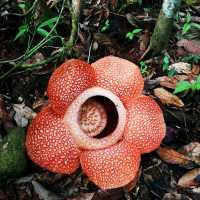 RAFFLESIA FLOWER KG PORING SABAH 