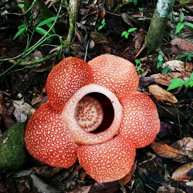 RAFFLESIA FLOWER KG PORING SABAH 