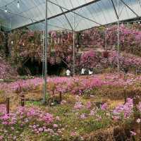 Cameron Highland Floral Park