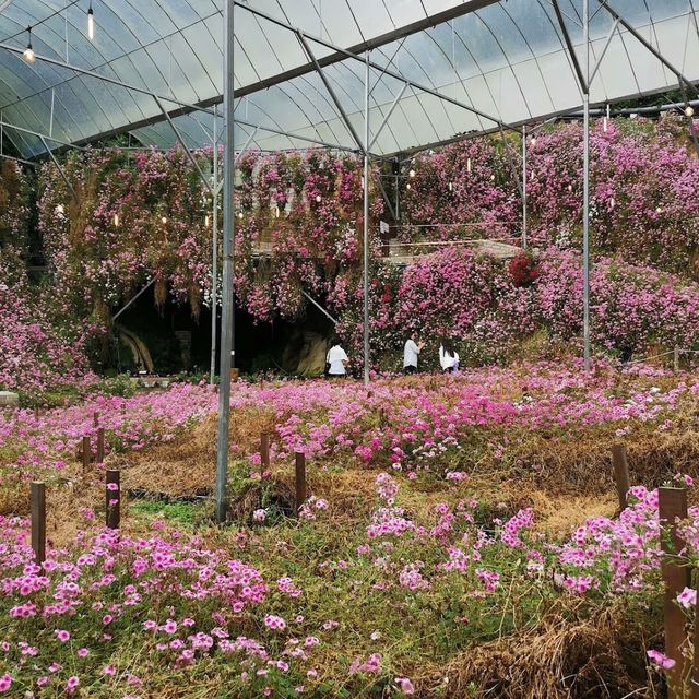Cameron Highland Floral Park