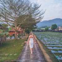 นอนบ้านไม้ในไร่สตรอว์เบอร์รี่ที่เชียงใหม่