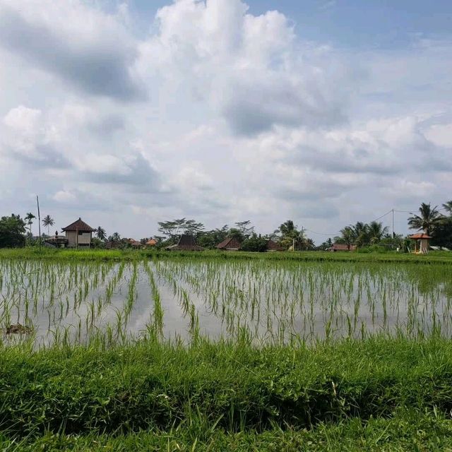 Rice fields walk 