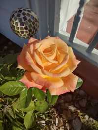 Pretty Rose