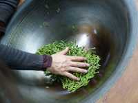 Tea Picking in Hangzhou