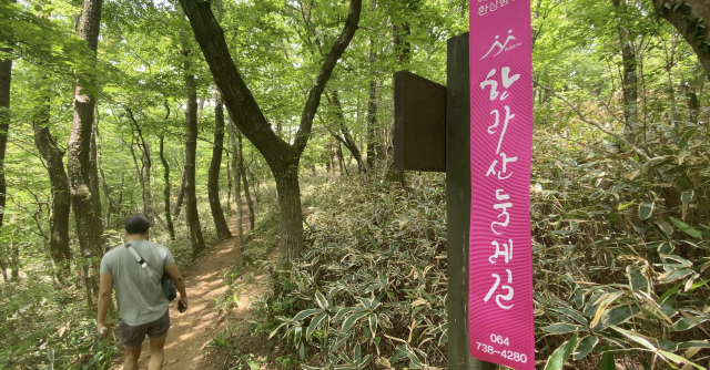 제주도의 피톤치드! 샤려니 숲길!