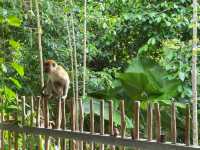 Short trip to Royal Belum Rain-forest Resort