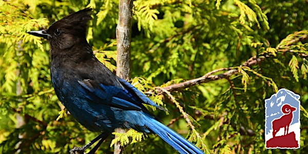 Beginner Birding in Rocky Mountain National Park | Fall River Visitor Center
