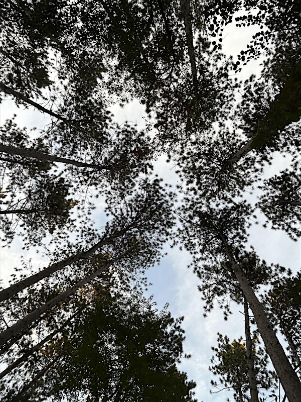 the earth is always holding us- forest bathing for challenging times | Forest Glen Woods