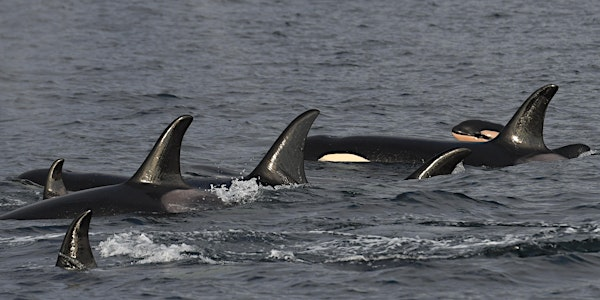 Wild Whales Research and Community Science Symposium | Gibsons Public Market