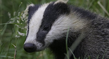 Sunset Wildlife Walk: Badgers and Bats | Attenborough Nature Centre