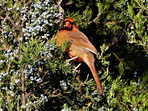 The Best Trees & Shrubs for Wildlife and You | Ivy Creek Foundation