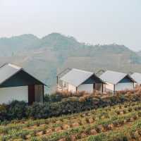 Glamping บนดอยกลางไร่ชาสุดปัง
