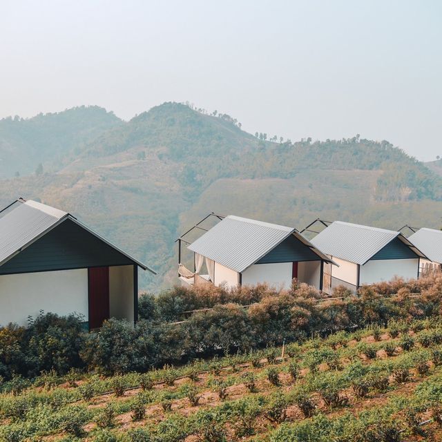 Glamping บนดอยกลางไร่ชาสุดปัง
