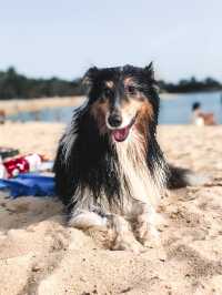 beach day 🐾✨