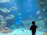 【山口】海響館で関門海峡のお魚見学④