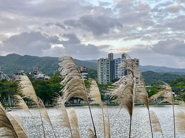 大湖公園散步去｜還可以看到好多的鳥、鵝、鴨😄