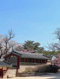 서울도 벚꽃 폈댱🌸