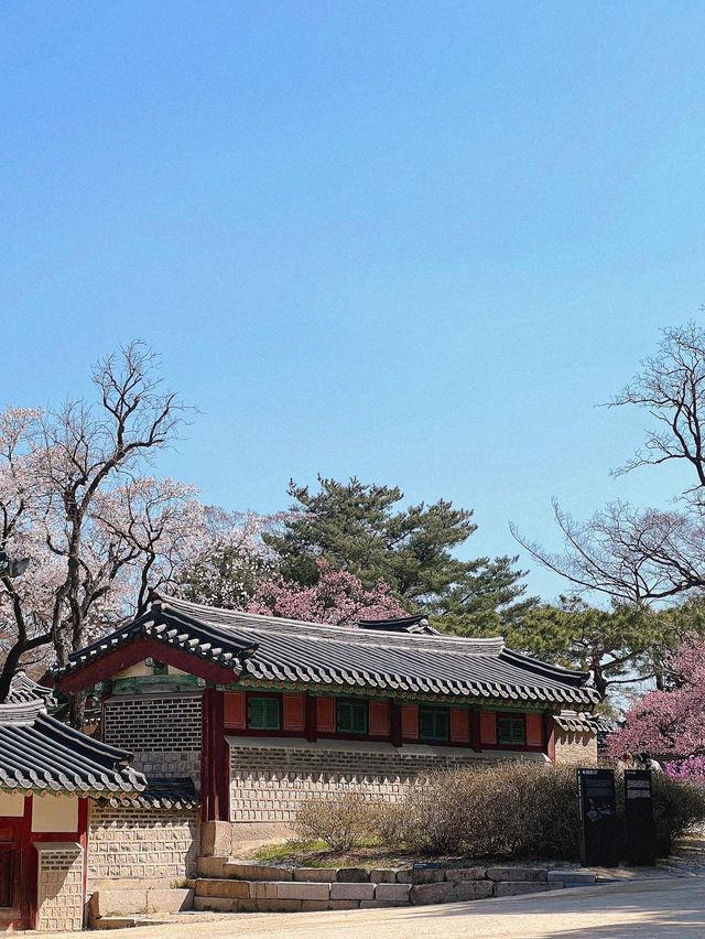 서울도 벚꽃 폈댱🌸