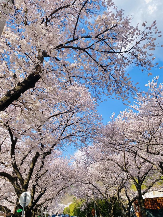 경남 벚꽃명소 중 제일인 하동 십리벚꽃길🌸💗