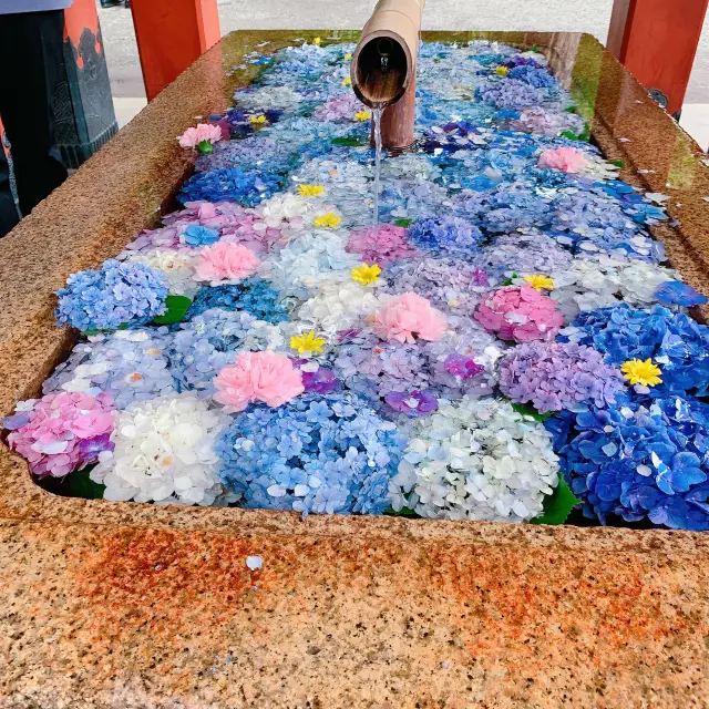 六月是鶴岡八幡宮觀賞繡球花的最佳時節